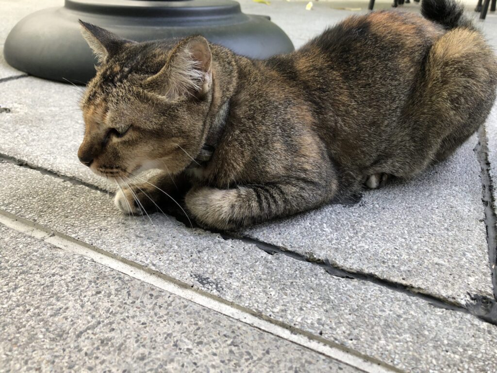 スタバの外にいた猫