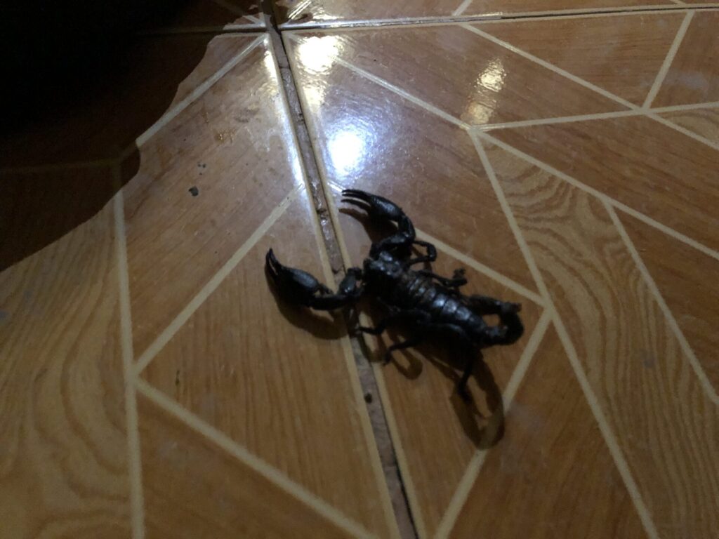 真っ黒で大きなサソリ