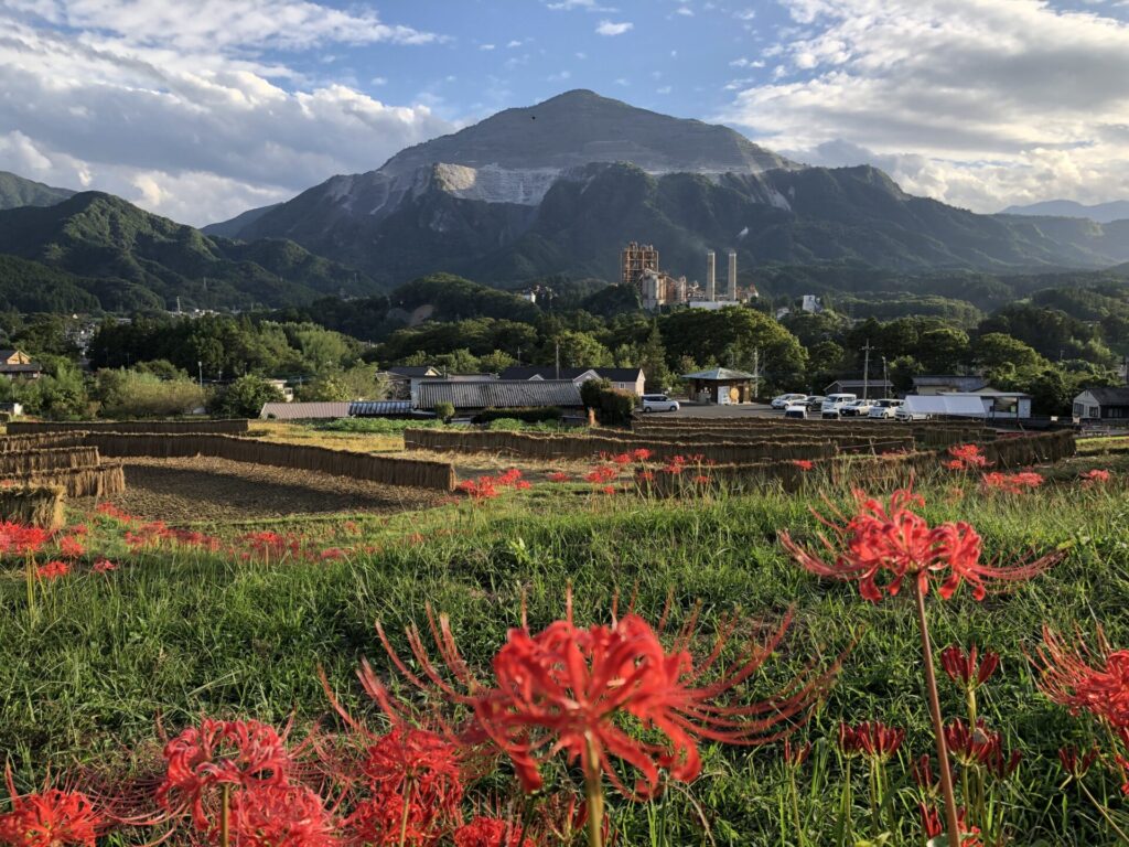 武甲山、セメント工場、寺坂棚田、曼珠沙華が組み合わさった景色