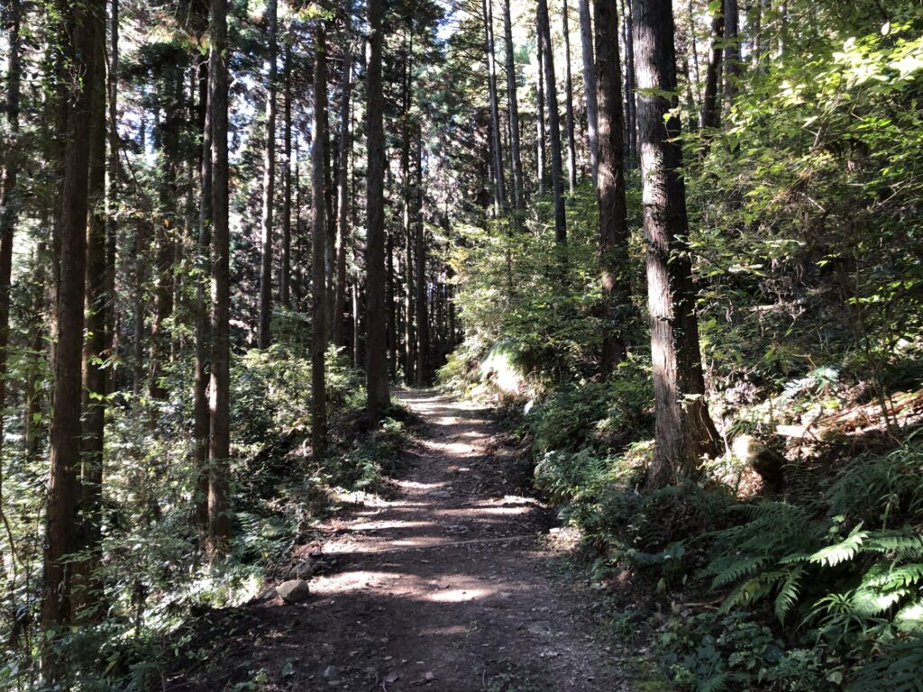 柏木山への山道