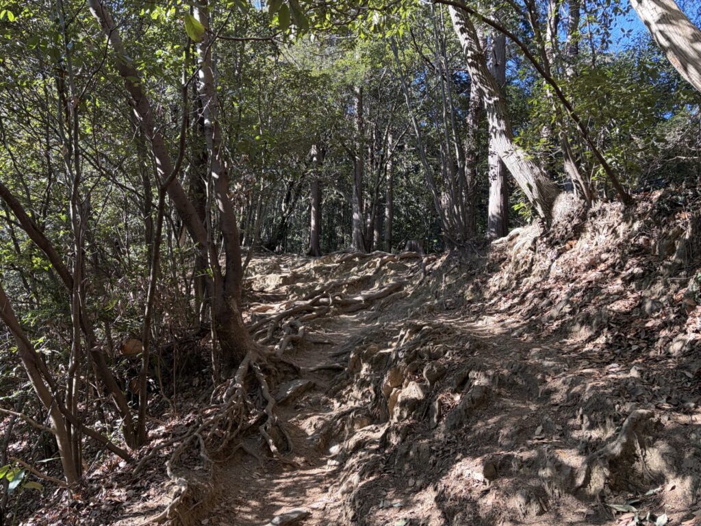 木々に溢れている山道