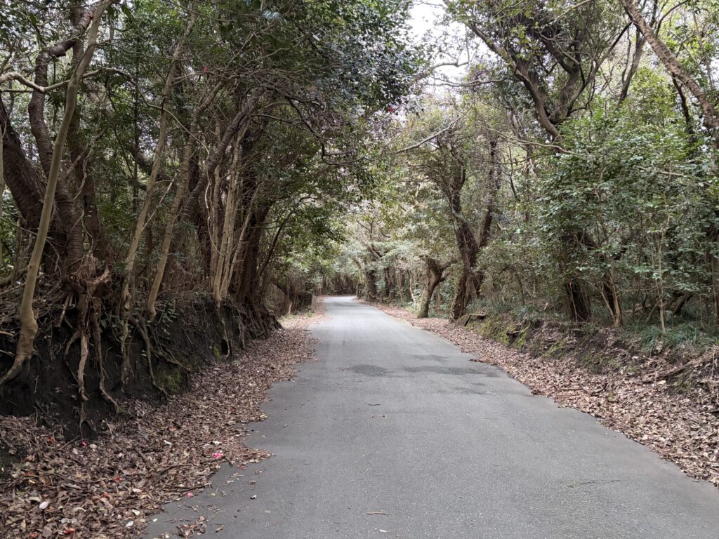 三原山山頂口へ向かう平坦な道